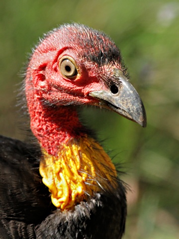 Australian Brush-turkey (Alectura lathami)